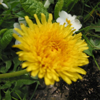 Blumen & Pflanzen